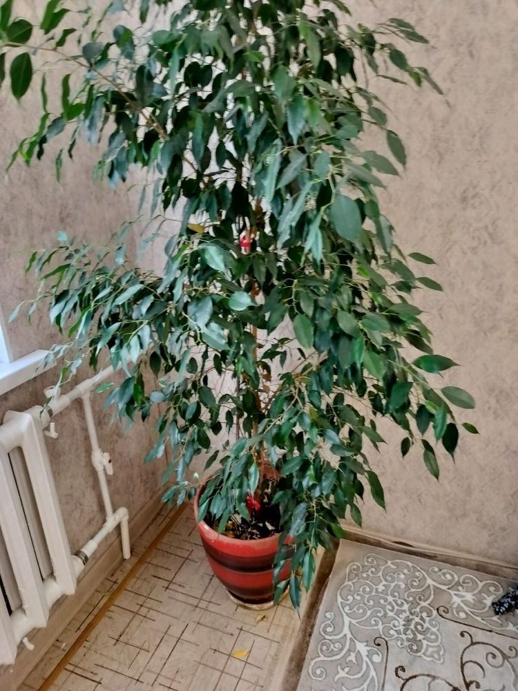 Продам Фикусы 2 шт.