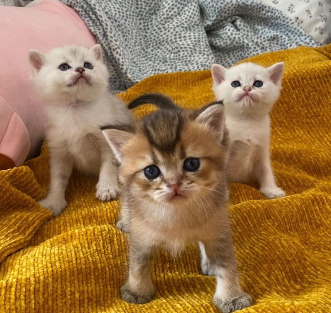 Вязка, случка, кота не продажа котят! Шикарный опытный кот