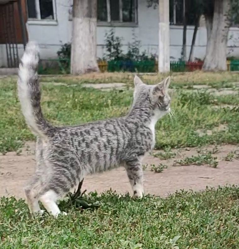 Котенок, 4 месяца, стерилизуем