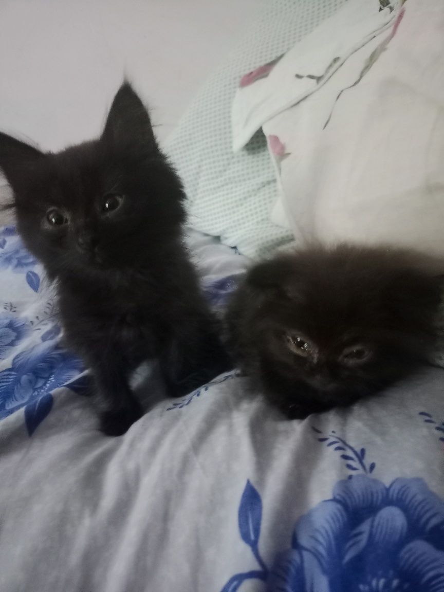 Котята, в добрые руки