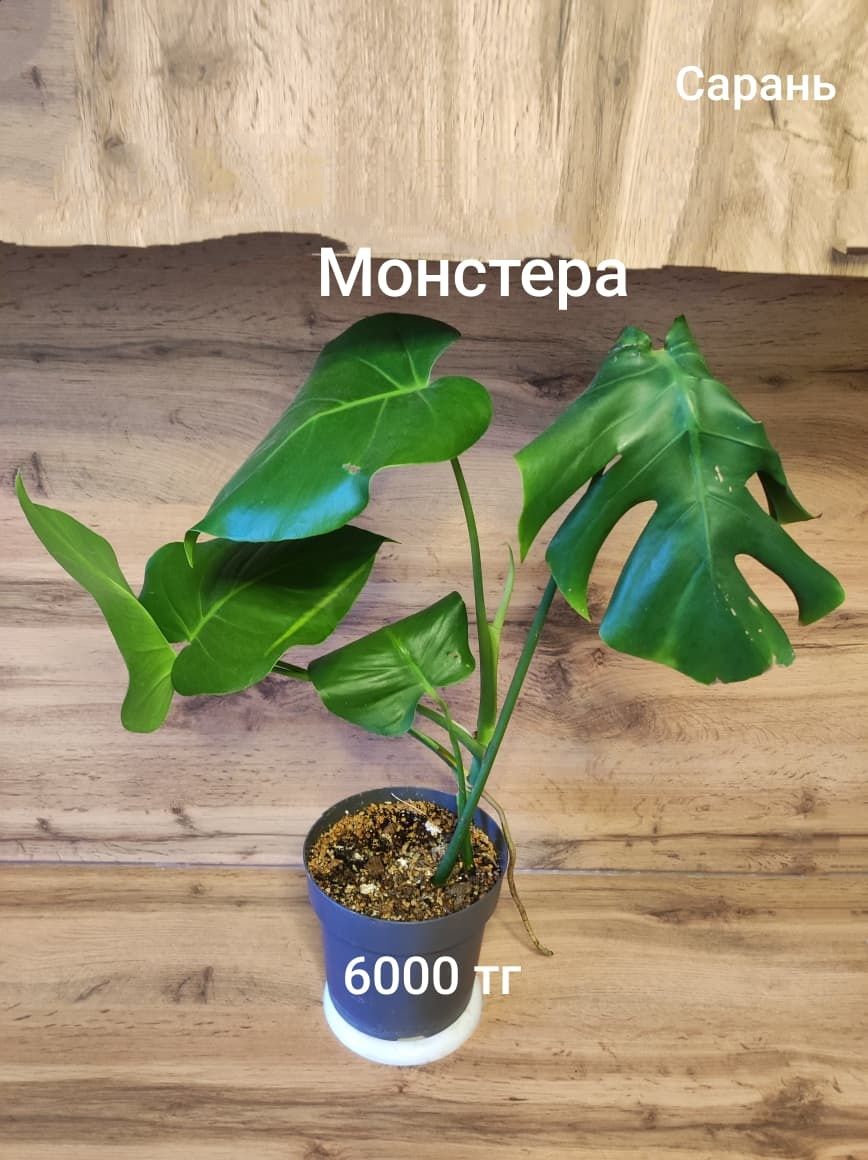 Жасмин, Тилландсия, Монстера,Калла