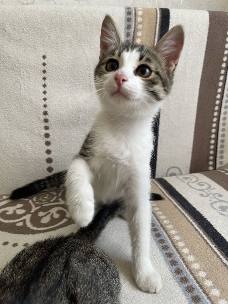Отдам котят в добрые руки