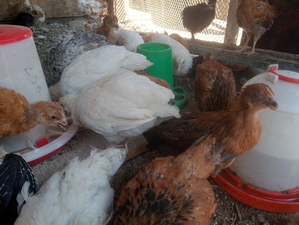 Продам цыплят домашних
