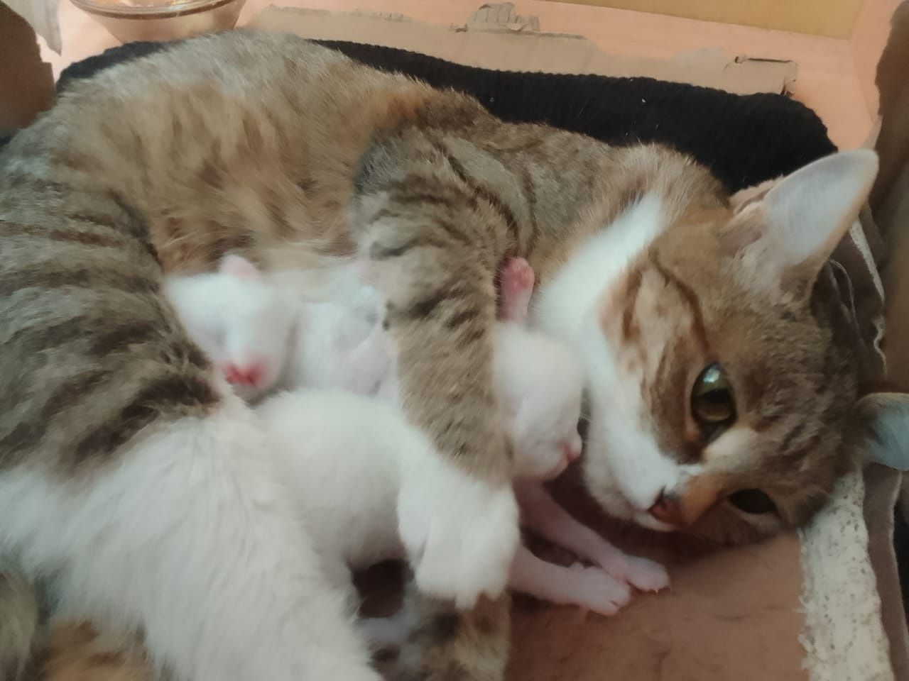Кошка с котятами