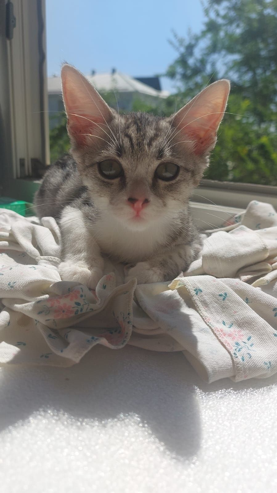 Котёнок в добрые руки