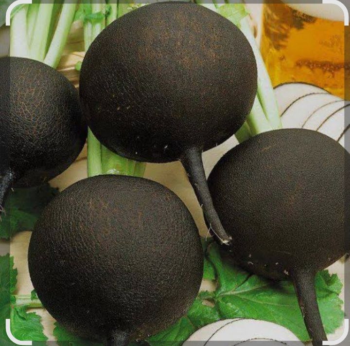Продам чёрную редьку