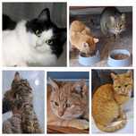 СРОЧНО! Кошечки и котики ищут дом!