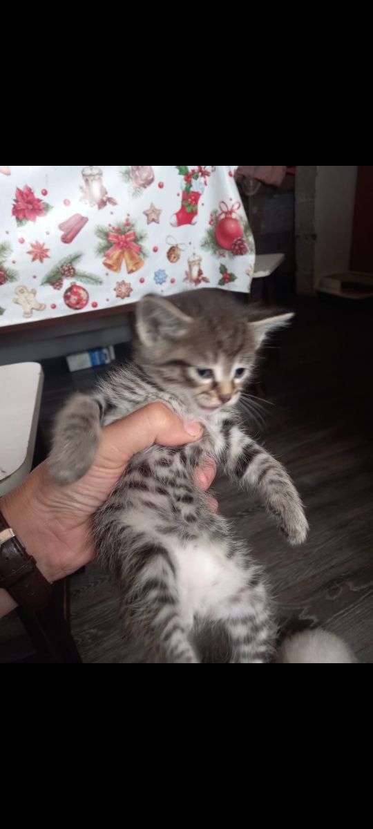 Отдам котят в хорошие руки