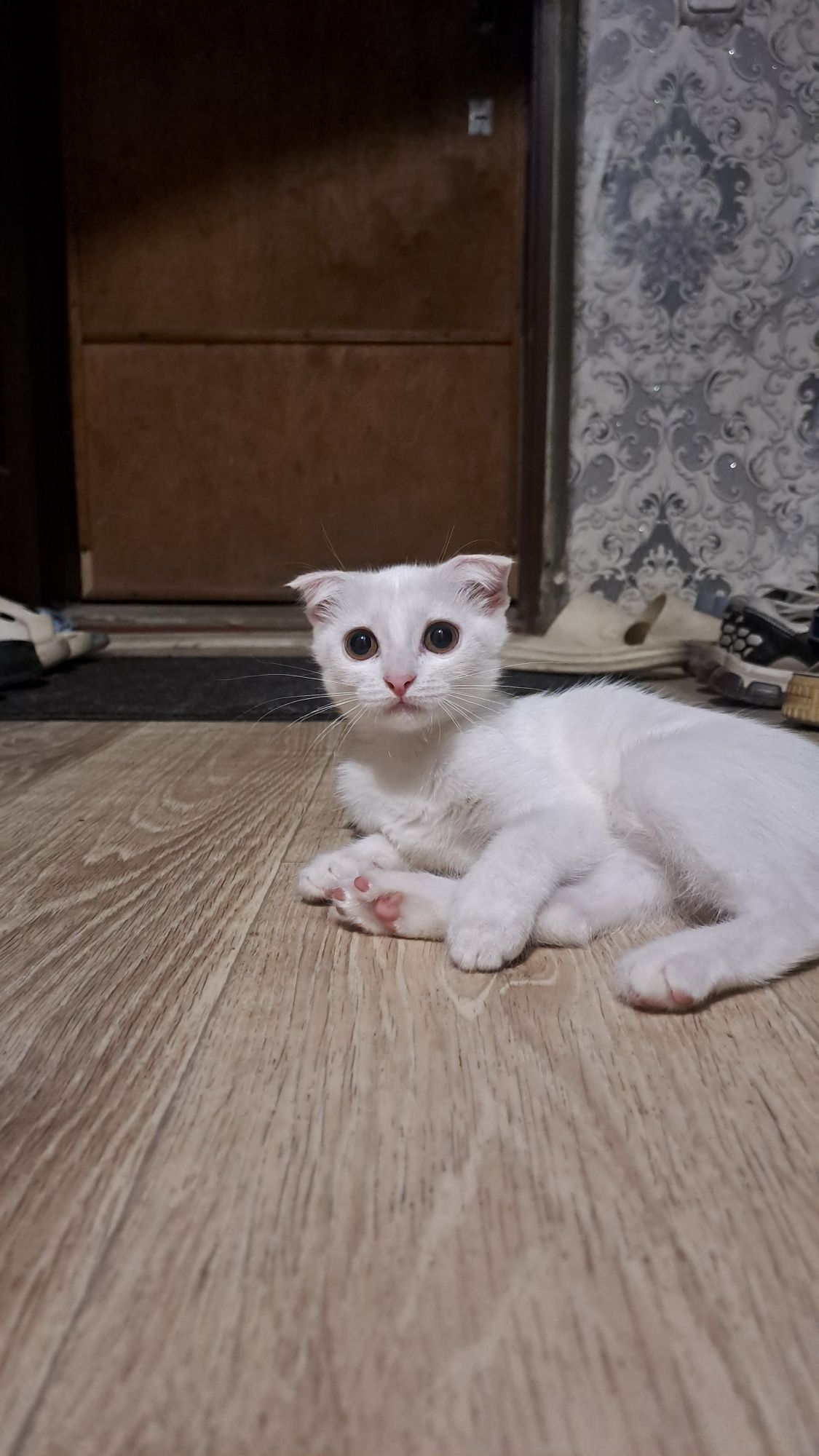Отдам кошечку в добрые руки