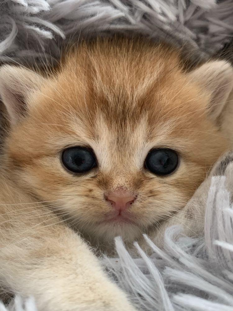 Продам шиншиллок шоу класса