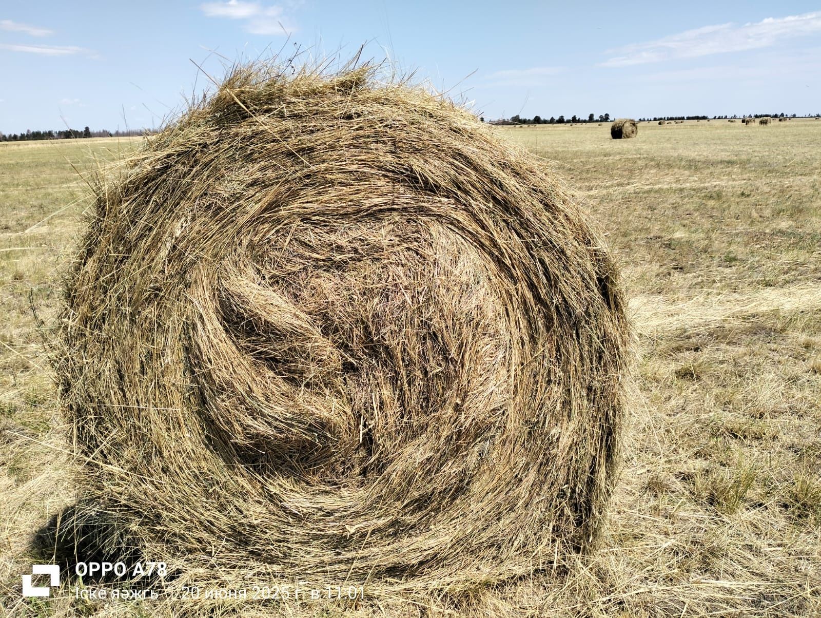 Продам Сено тюковое
