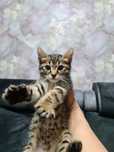 Срочно продам бенгальского котёнка