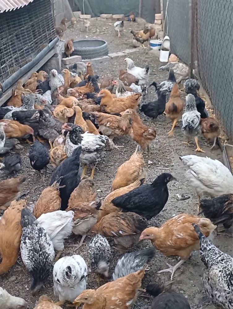 Продам цеплят срочно