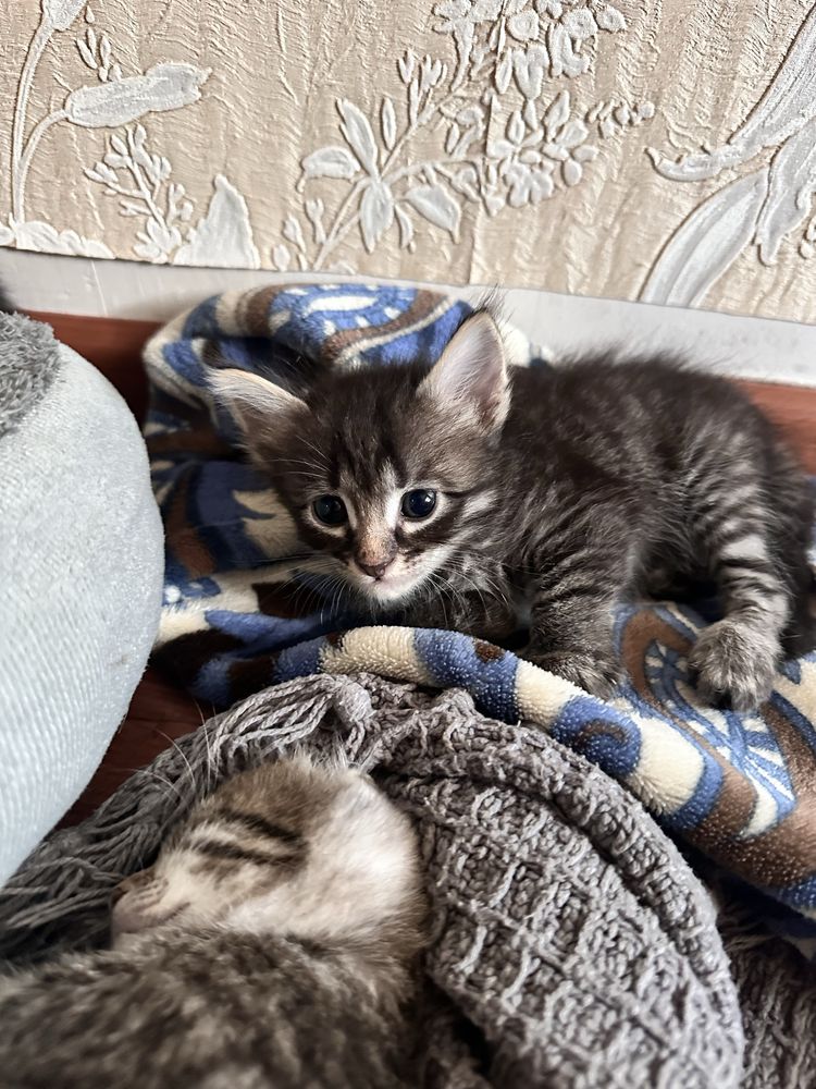 Отдам котят в добрые руки
