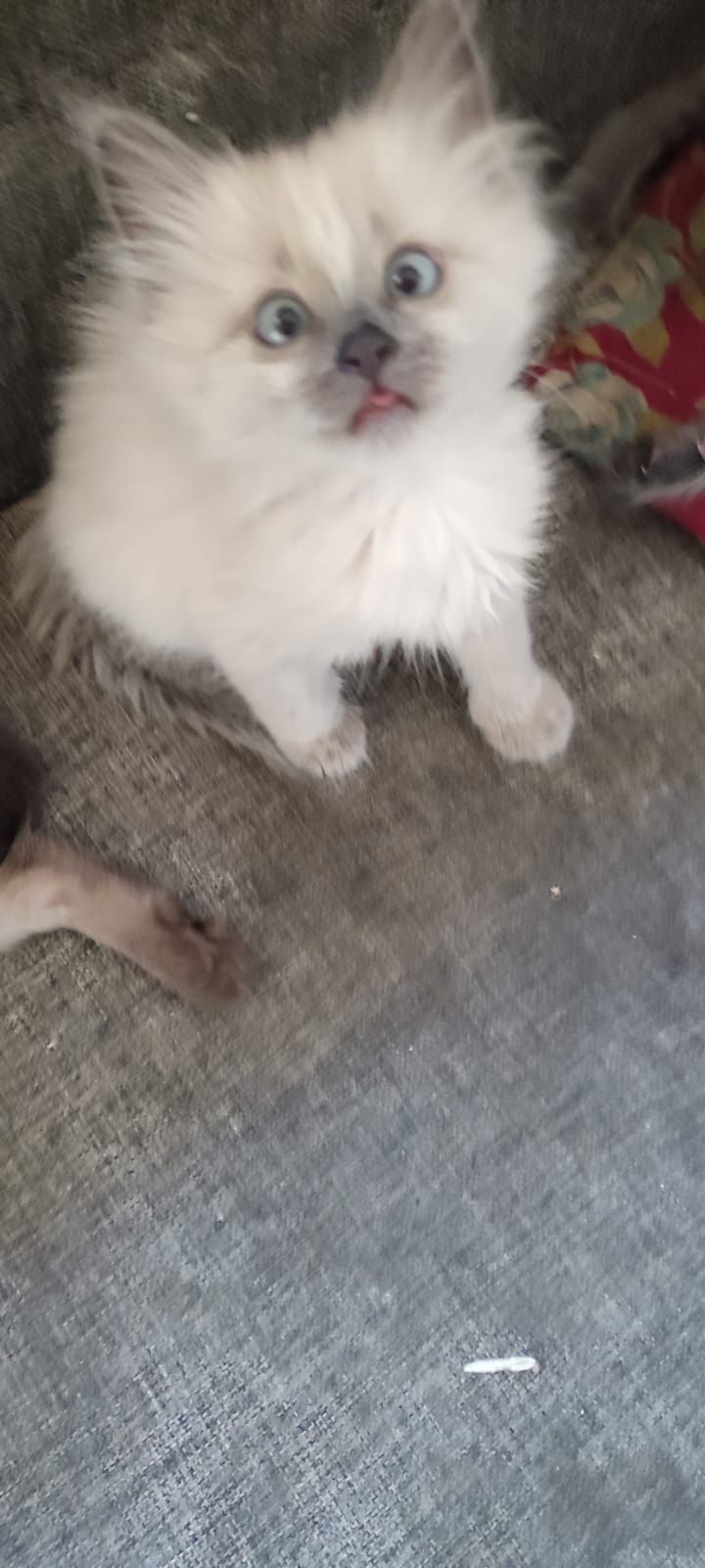 Продаю сиамских котят