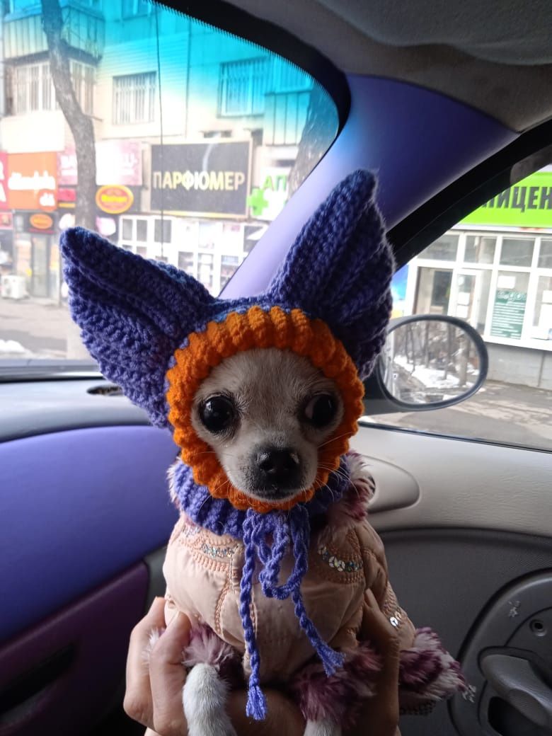 Одежда для животных