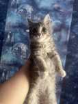 Котенок Меин Кун