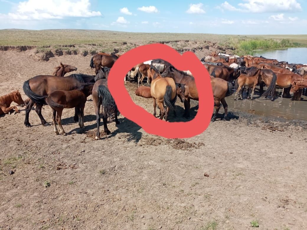 Жас бие сатылады