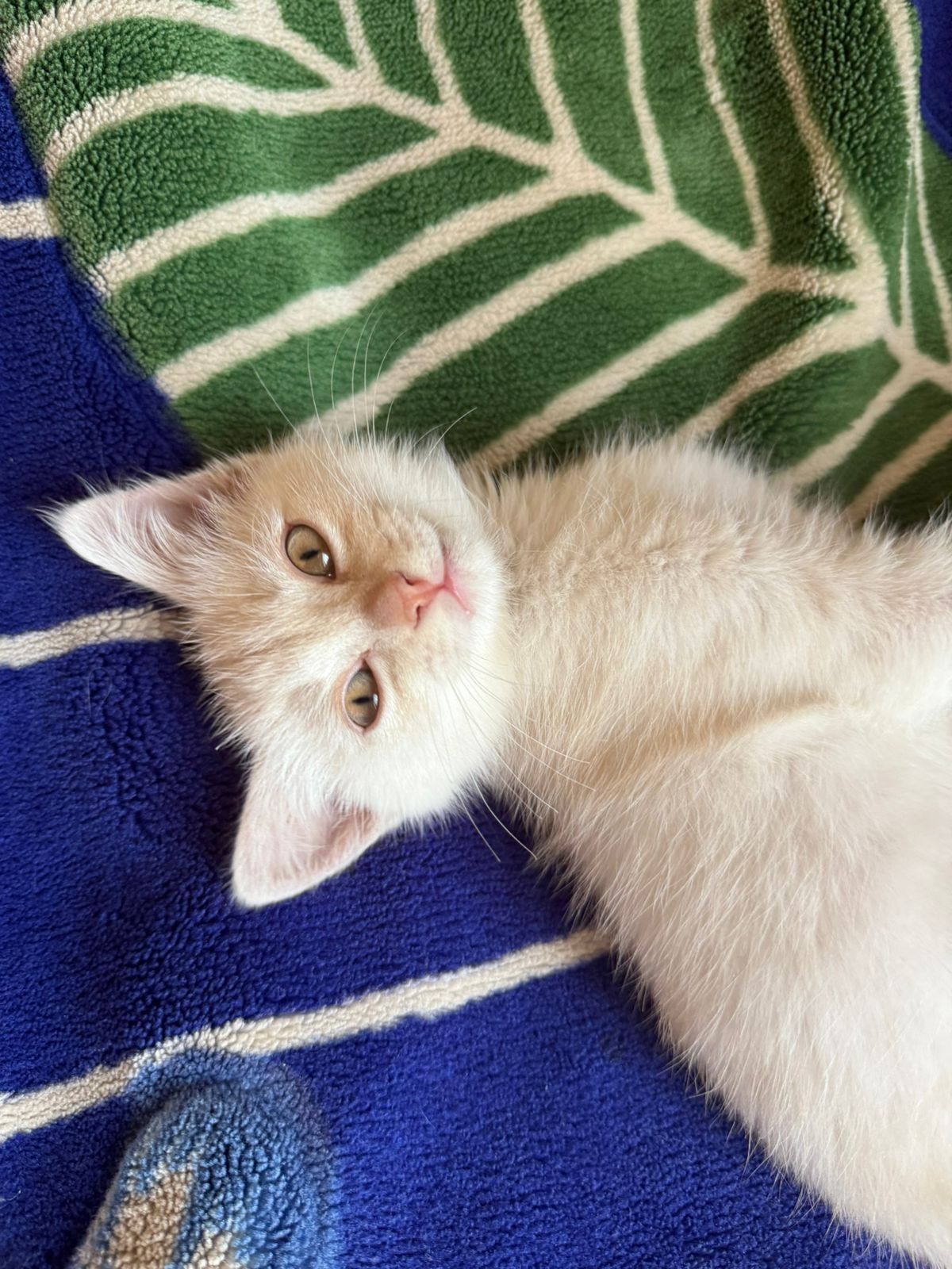 Котенок шотланец