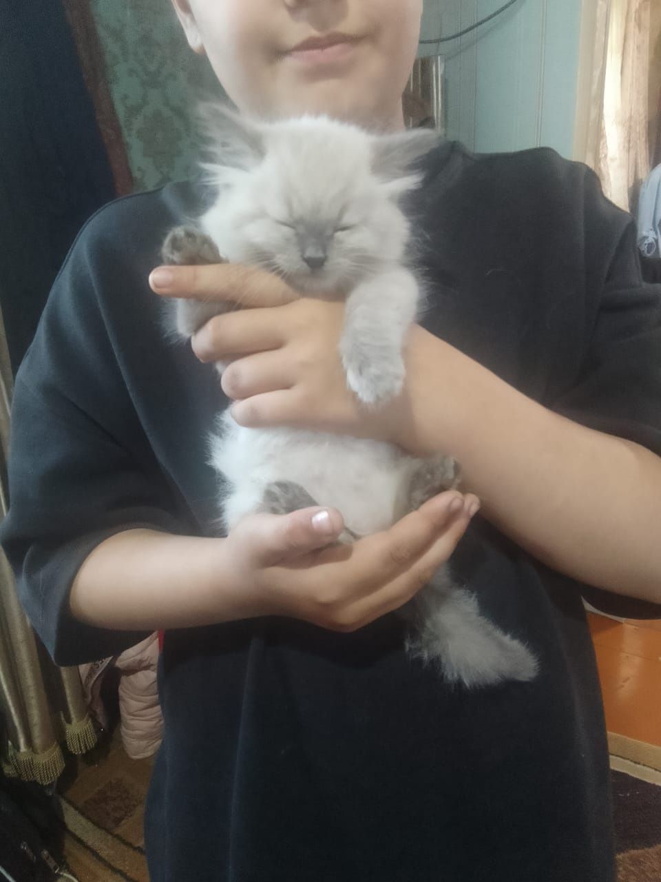 Отдадим котенка девочку .