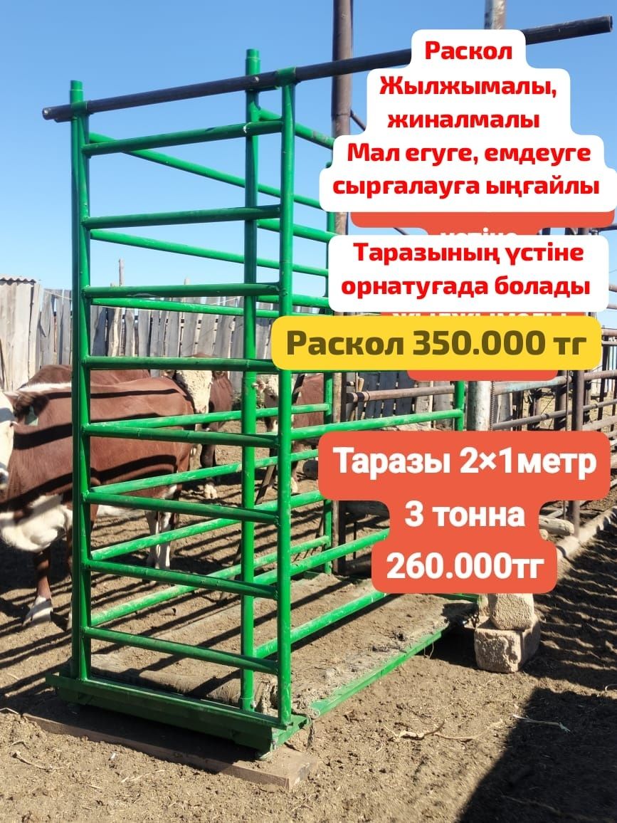 Весы раскол бука откорм