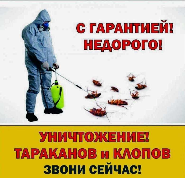 Дезинсекция/дезинфекция. Уничтожение клопов, тараканов, муравьев, блох
