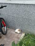 Котёнок в хорошие руки