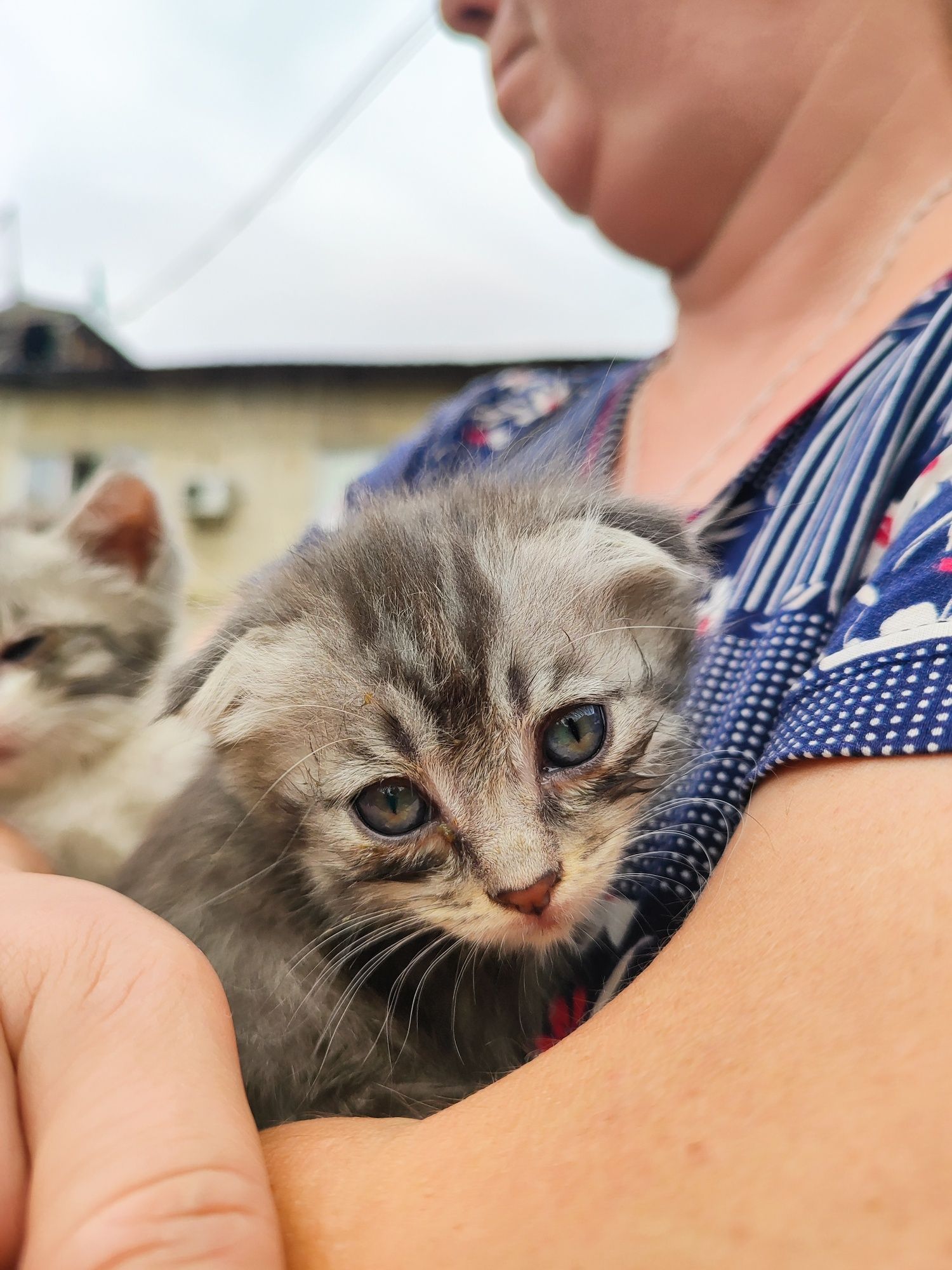 Отдам котиков в добрые ручки