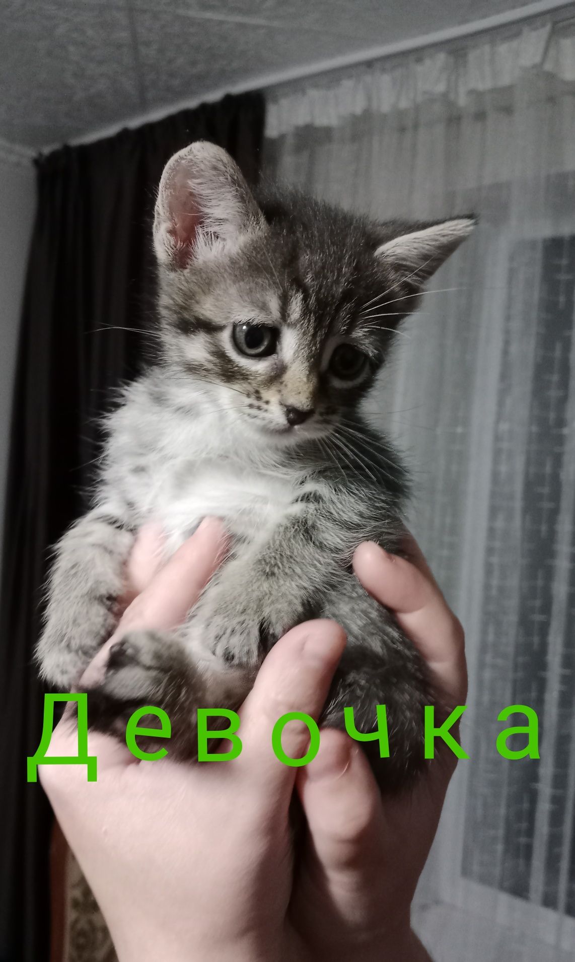 Отдадим котят 1,5 мес