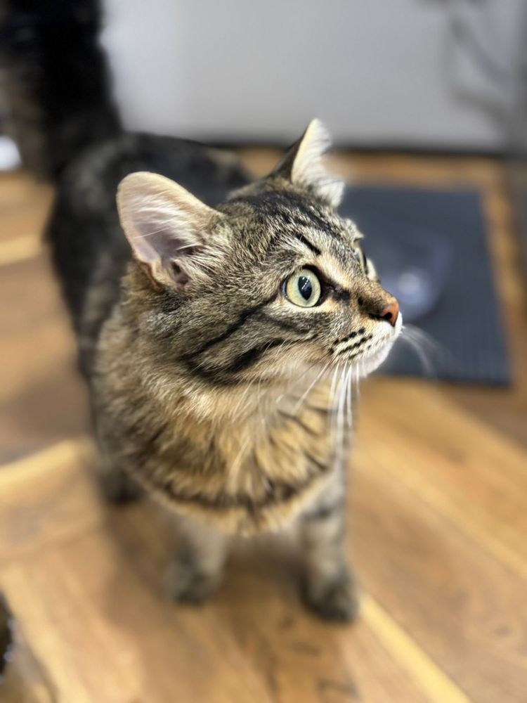 Отдадим котенка в добрые руки