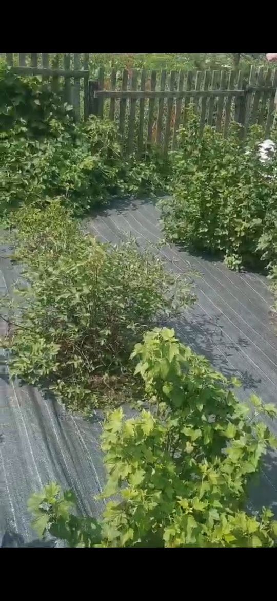 Срочно. Продается большой дом.