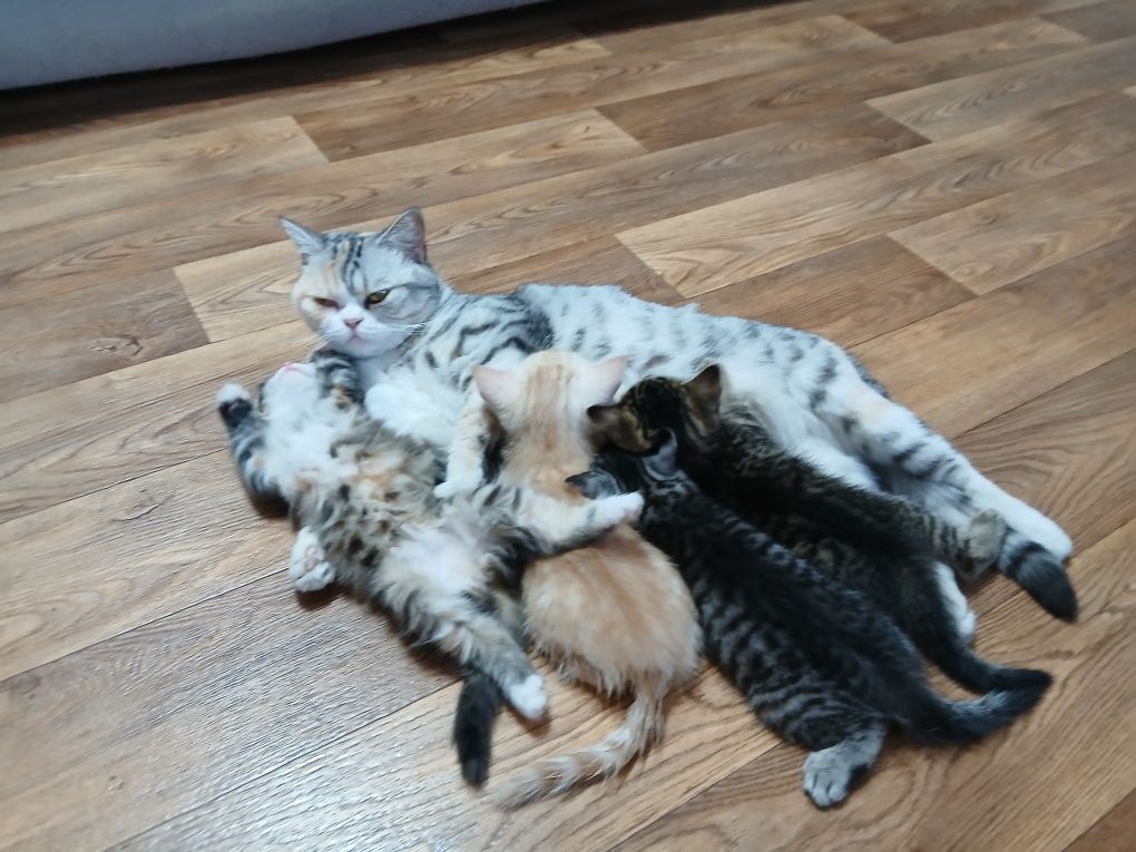 Продам котёнка британец