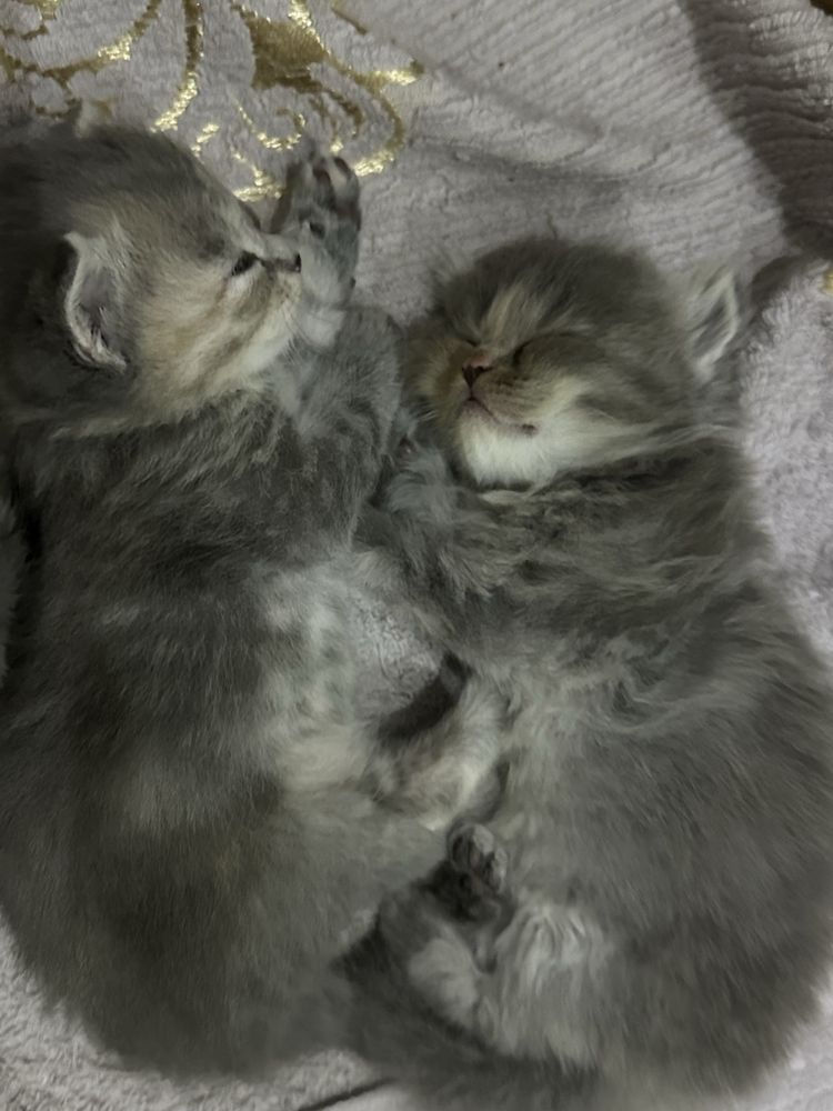 Британские котята