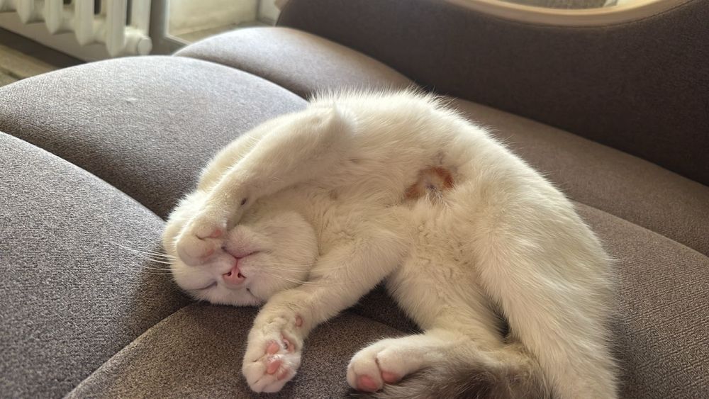 Кошка в хорошие руки