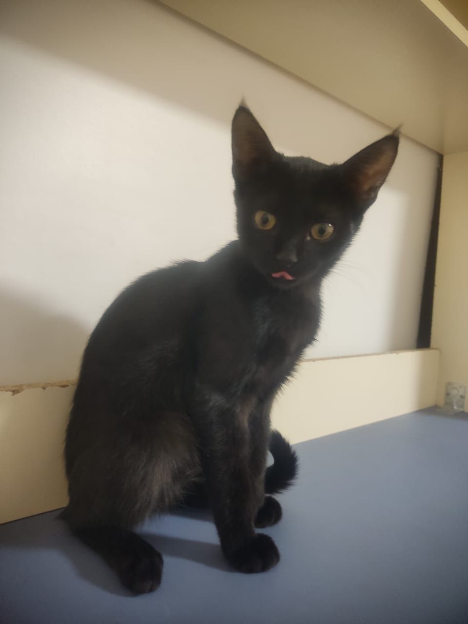 Котенка в добрые руки
