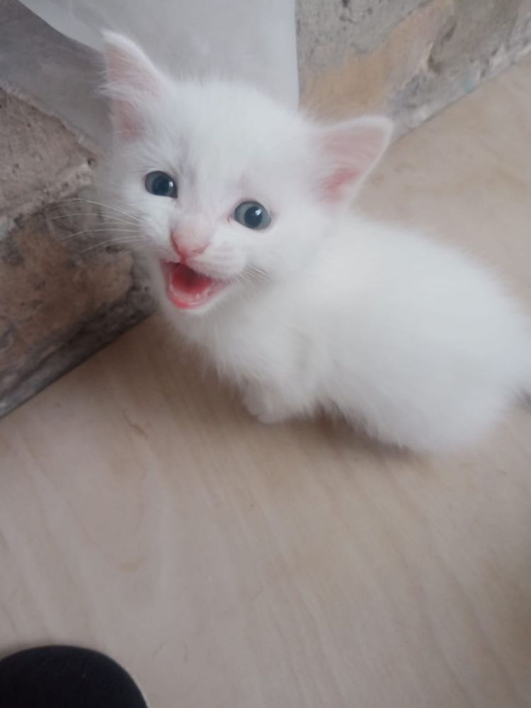 Котята в добрые руки!
