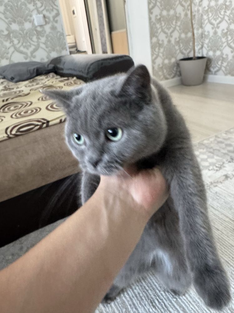 британский прямоухий кот