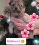 Щенята в добрые руки