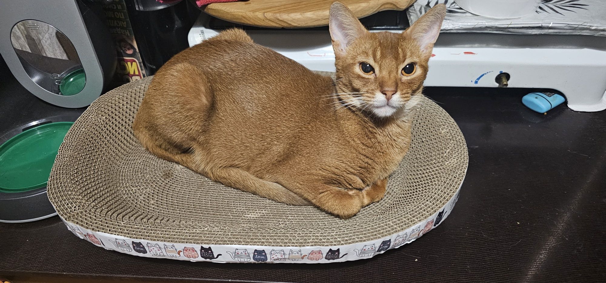 Котенок абиссинец