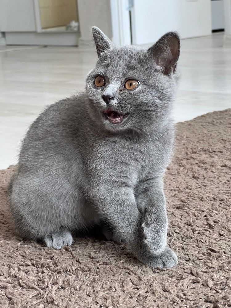 Продам котенка британца