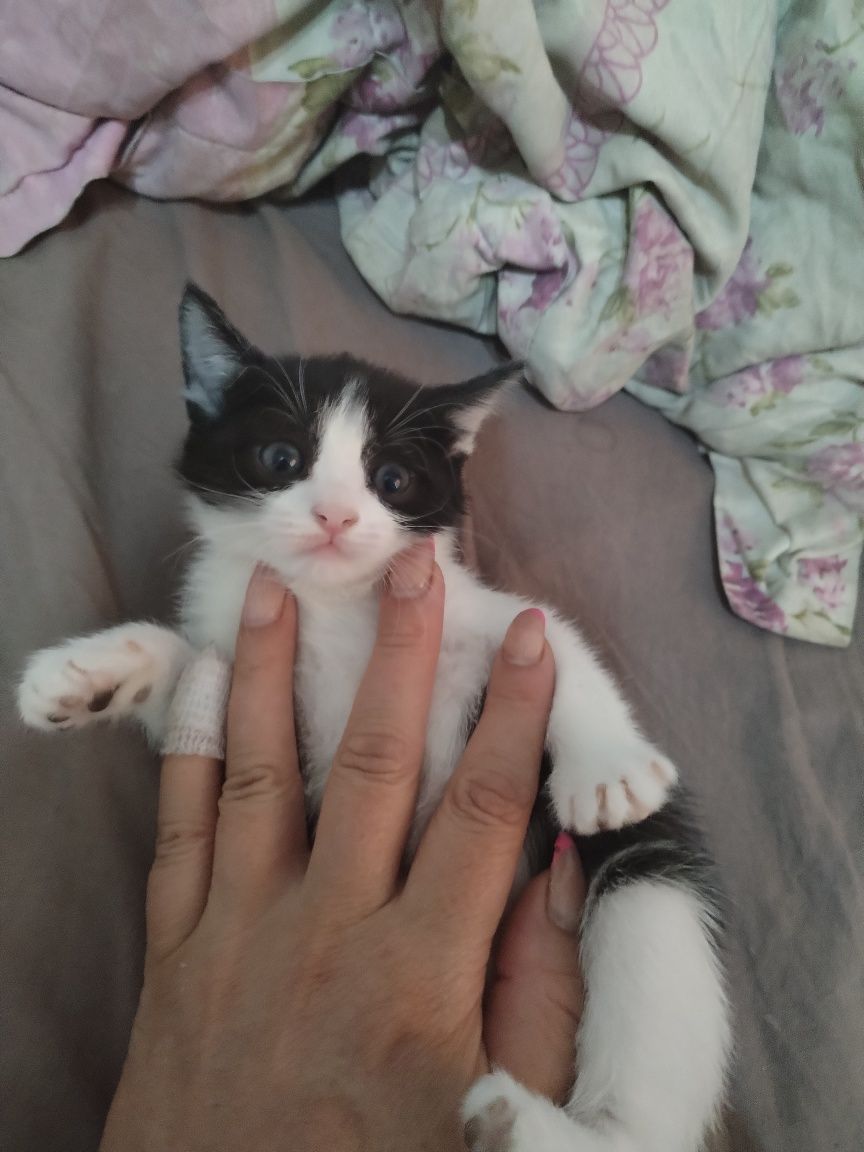 Кошечка пандочка