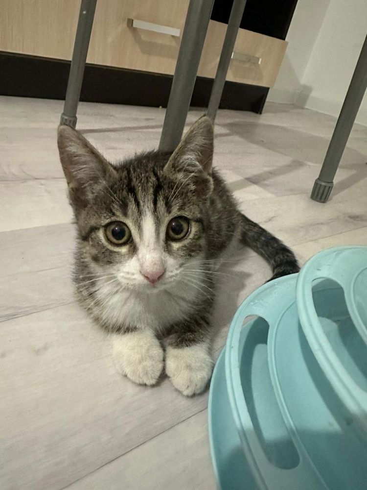 Отдам котенка, смышленная