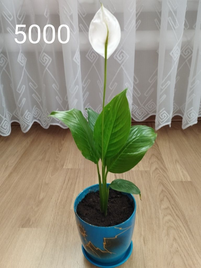 Продам спатифиллум гигант