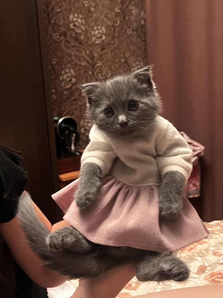 Котенок шотландский вислоухий