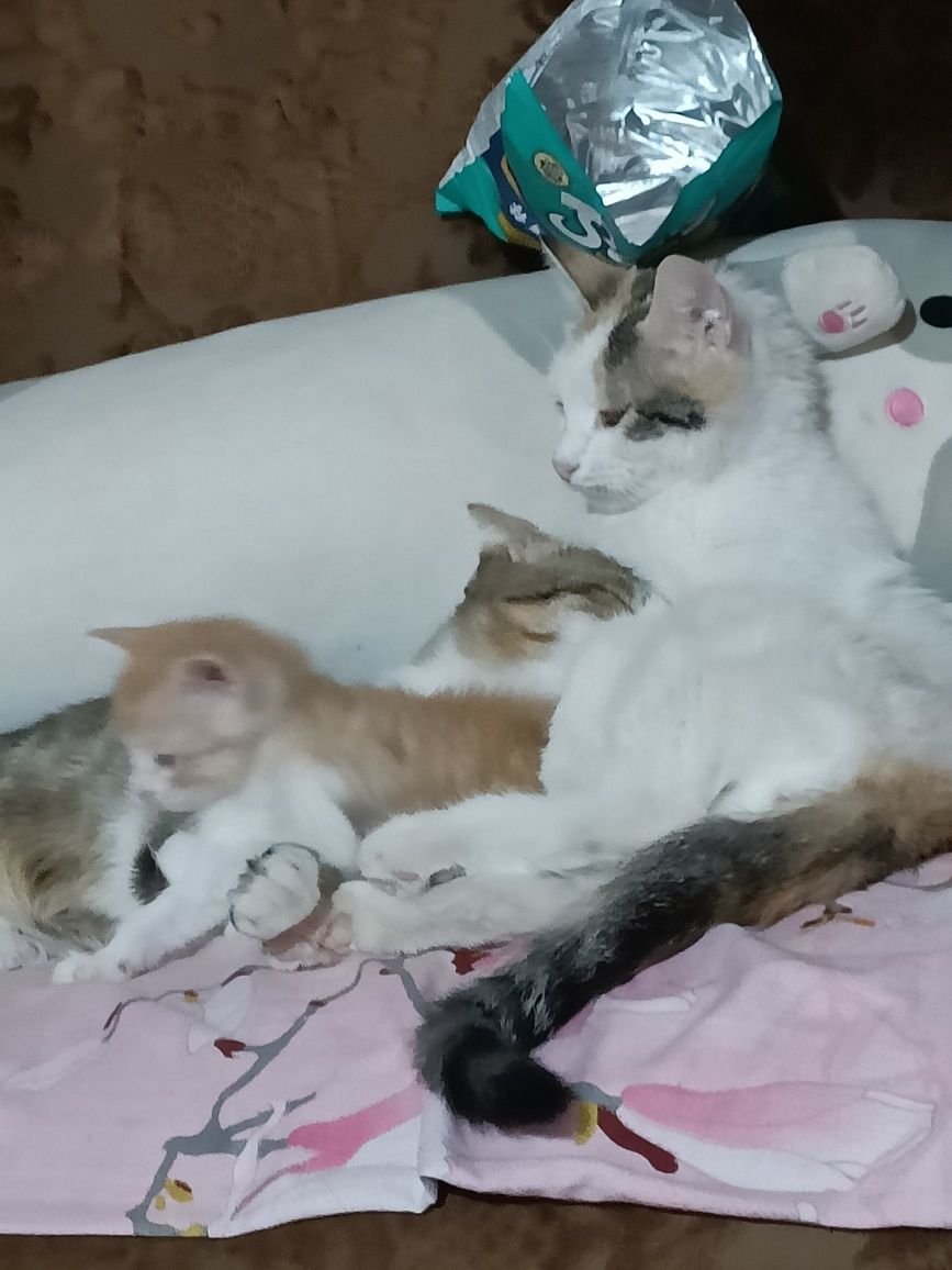 Котята даром, месячные
