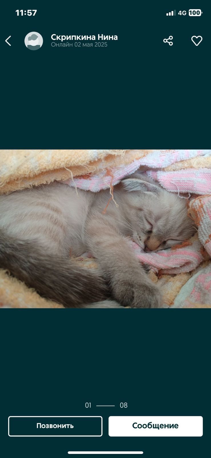 Породистые котятки!!!