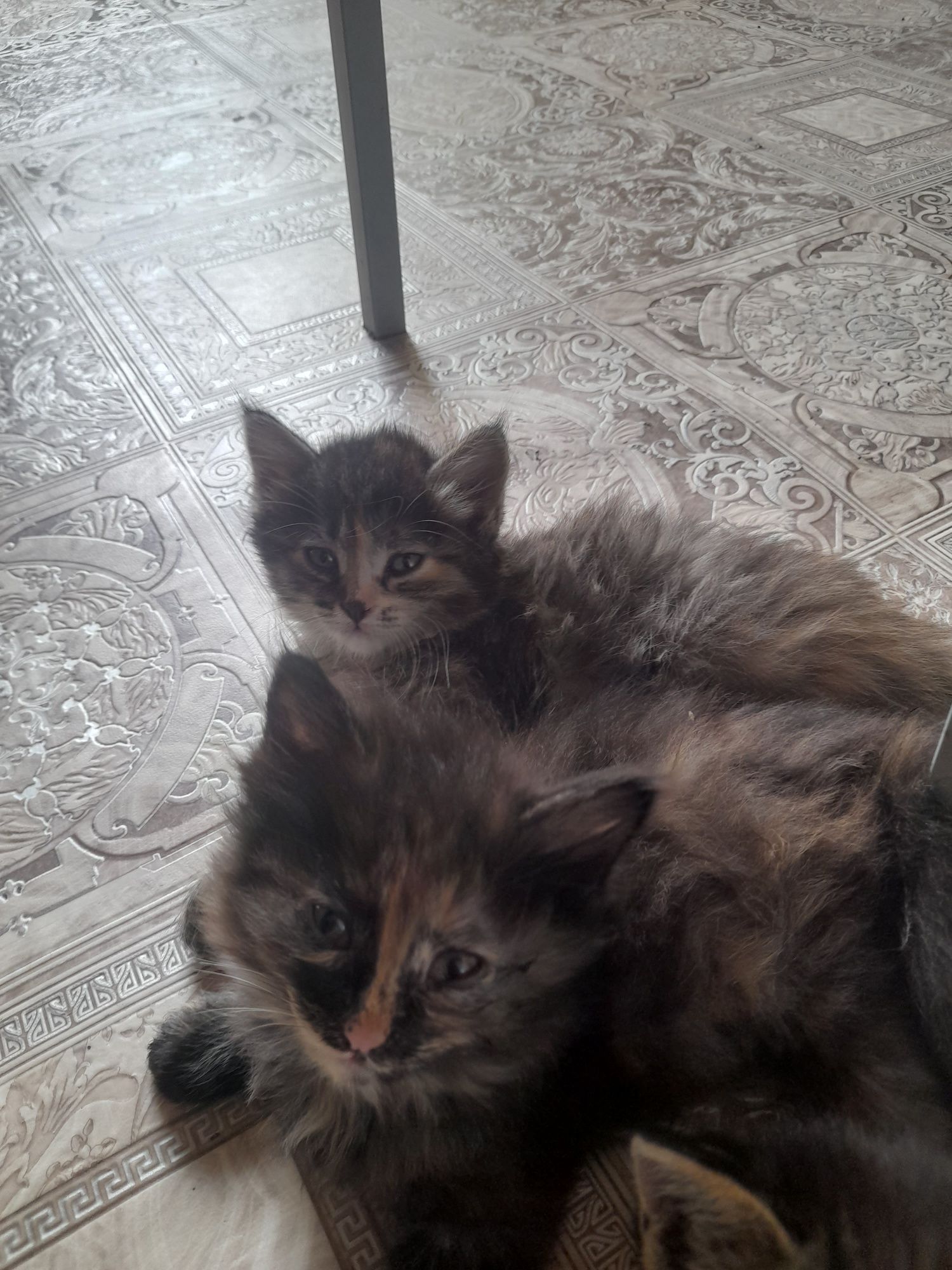 Отдам в добрые ручки котят