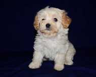 Элитные щенки Мальтипу (Maltipoo) F1  !