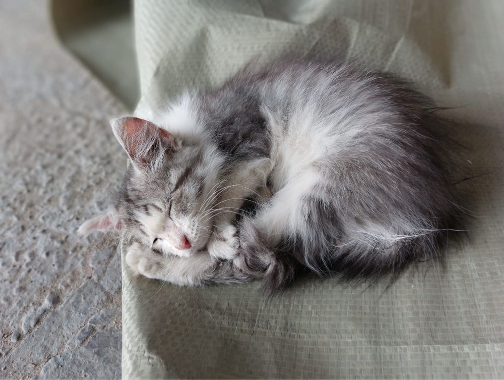 Отдам котенка мальчик