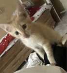 Котенок маленький
